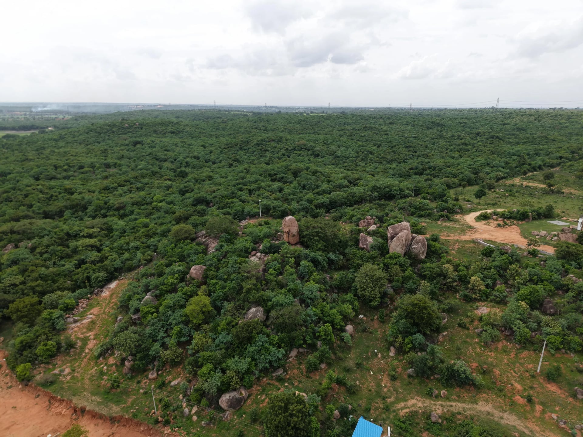 Forest views